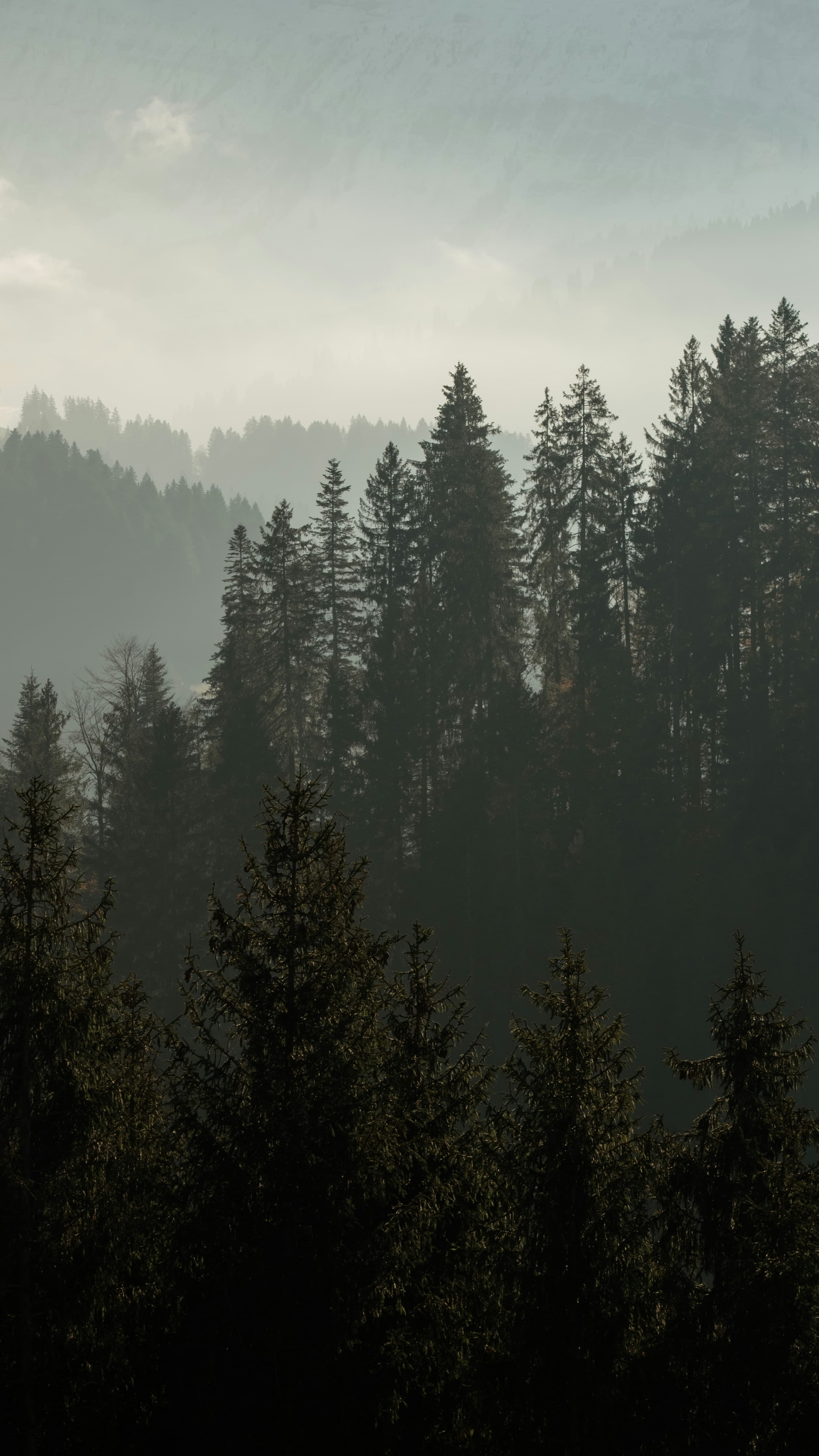 Misty forest with shadows and narrow shafts of light