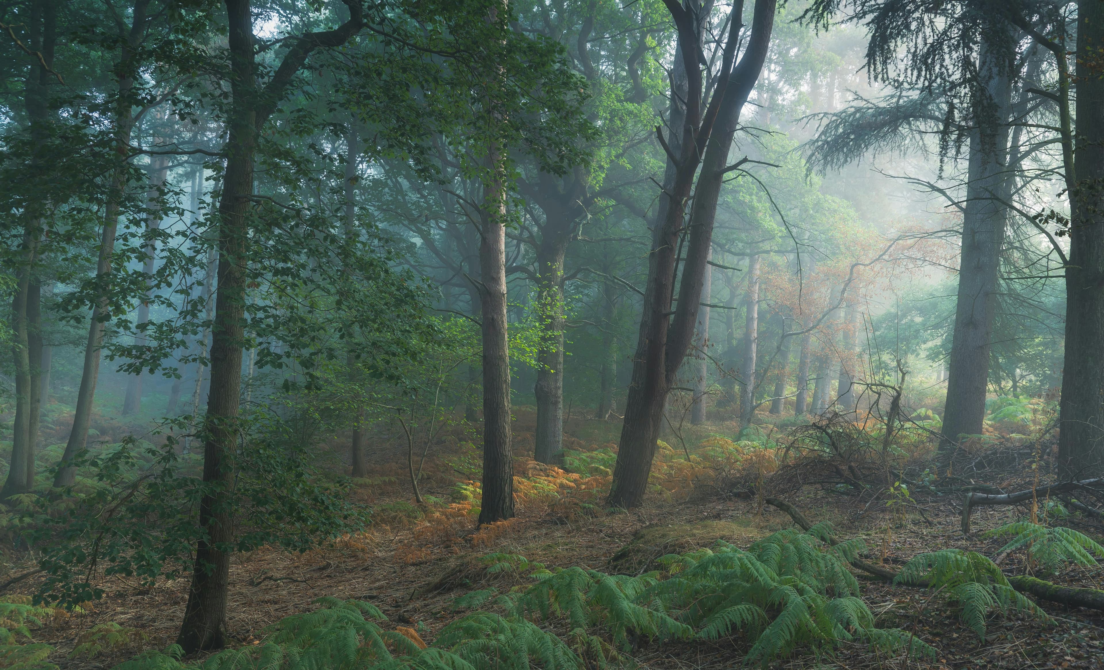 Misty forest floor with soft green light filtering through ancient trees, deeply grounding and peaceful, physical release